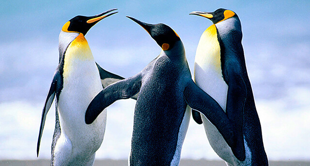 7 penguins4