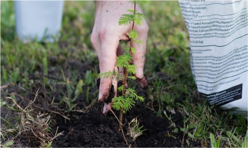 A close-up of a person's hand planting a small sapling tree in the ground.